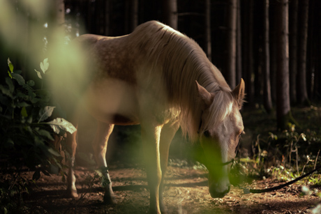 Horse Photo